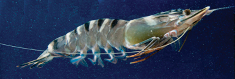 shrimp color