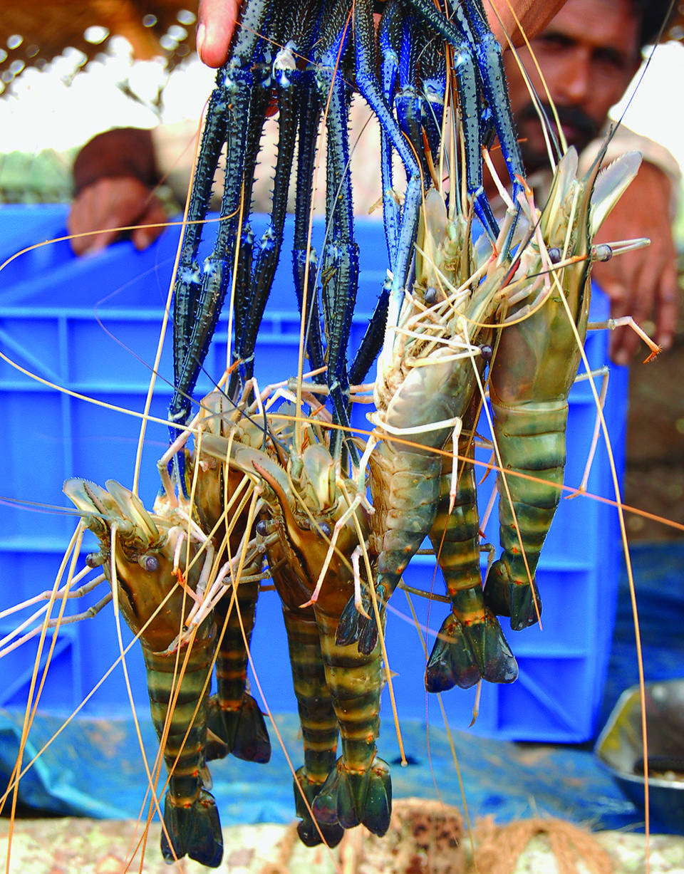 freshwater prawns