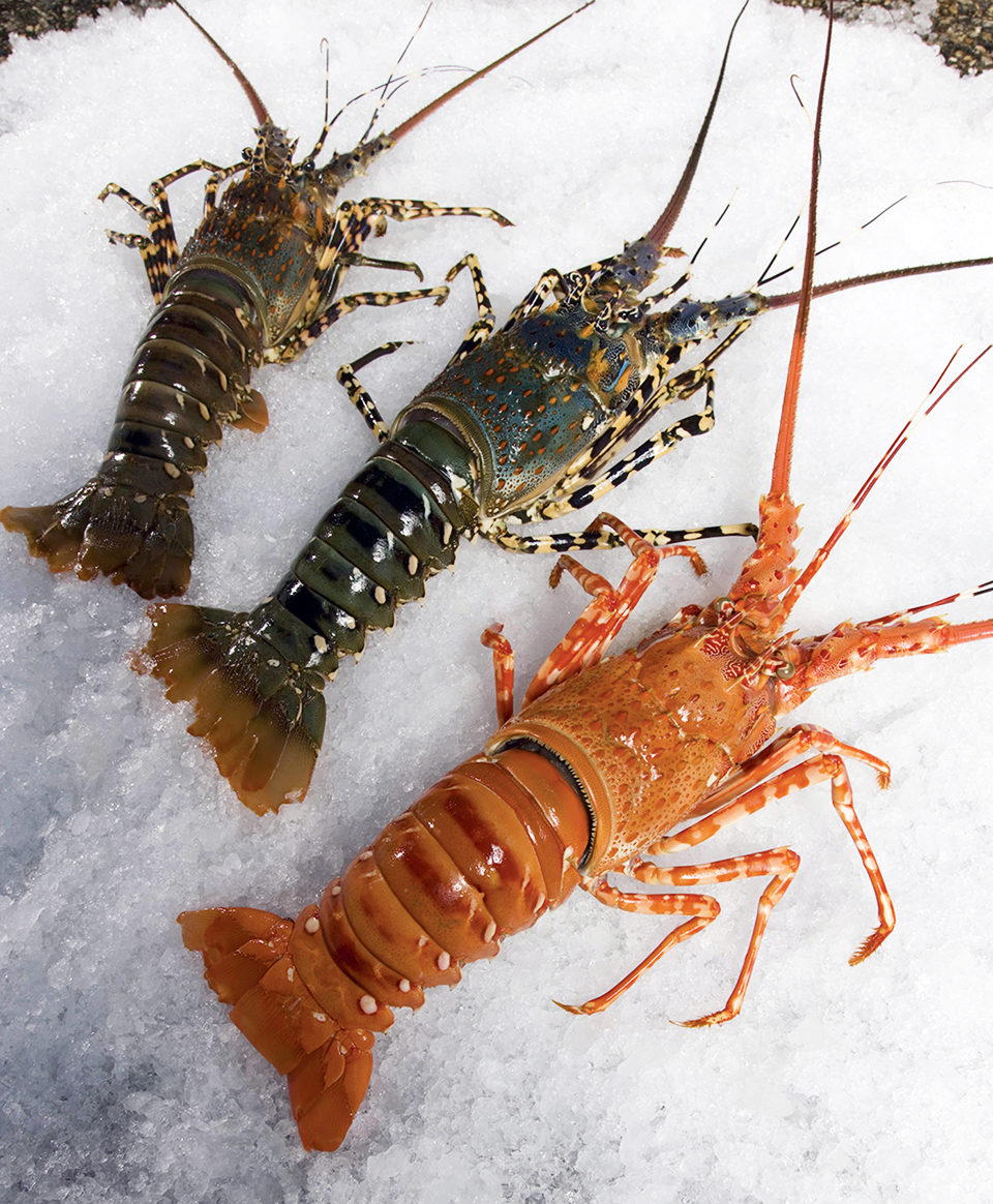 Genetics, environment define crustacean color « Global ...