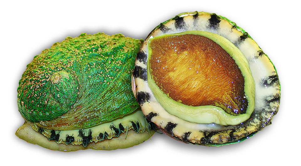 hybrid abalone
