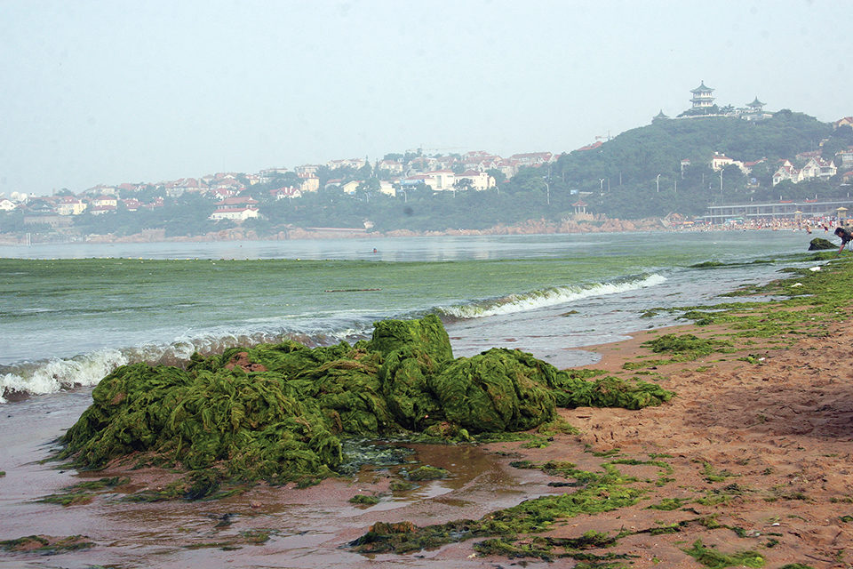 green tide