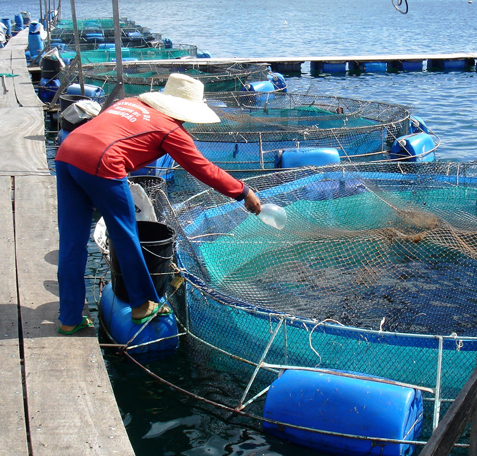 Tilapia cage farm management in Brazil - Responsible Seafood Advocate