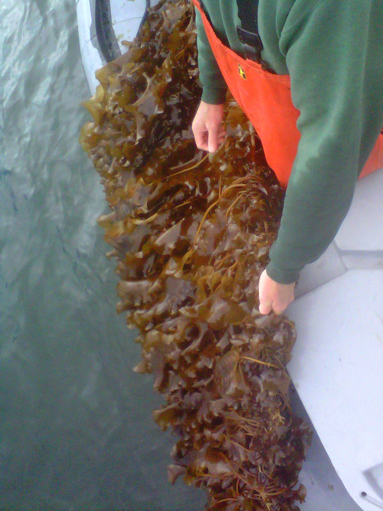 Seaweed farming