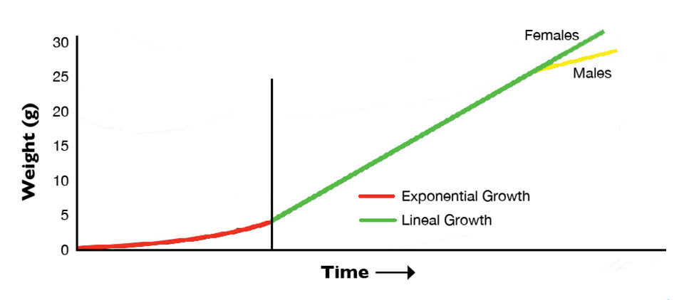growth curve