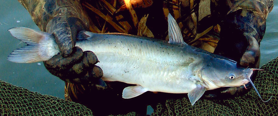 hybrid catfish