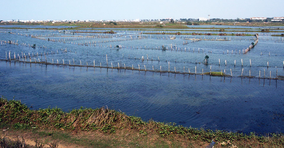 Integrated aquaculture