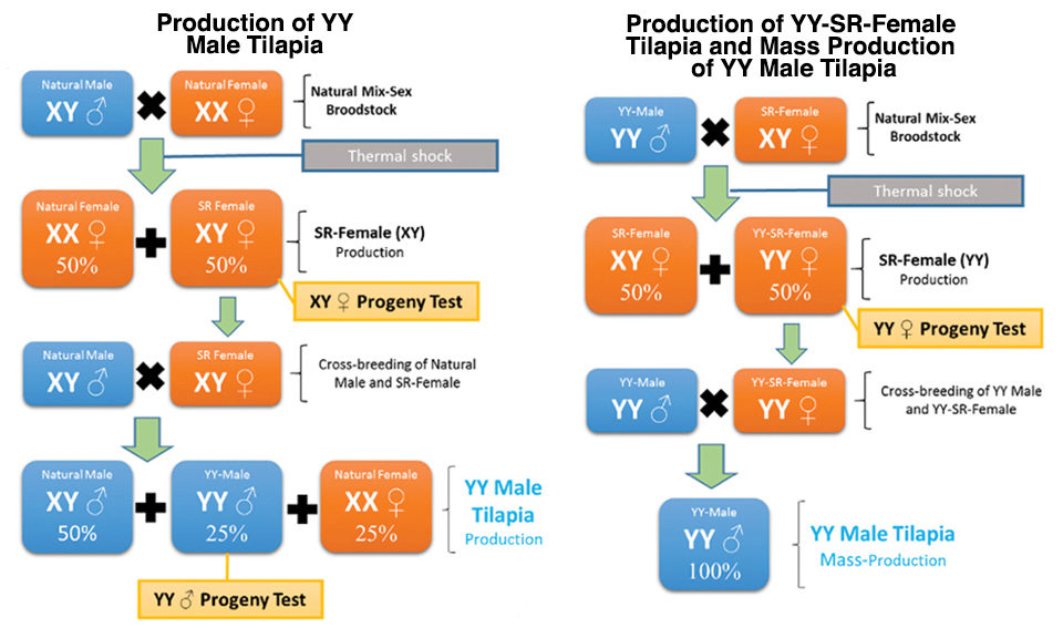 Schematic production