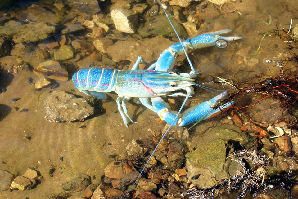red claw crayfish