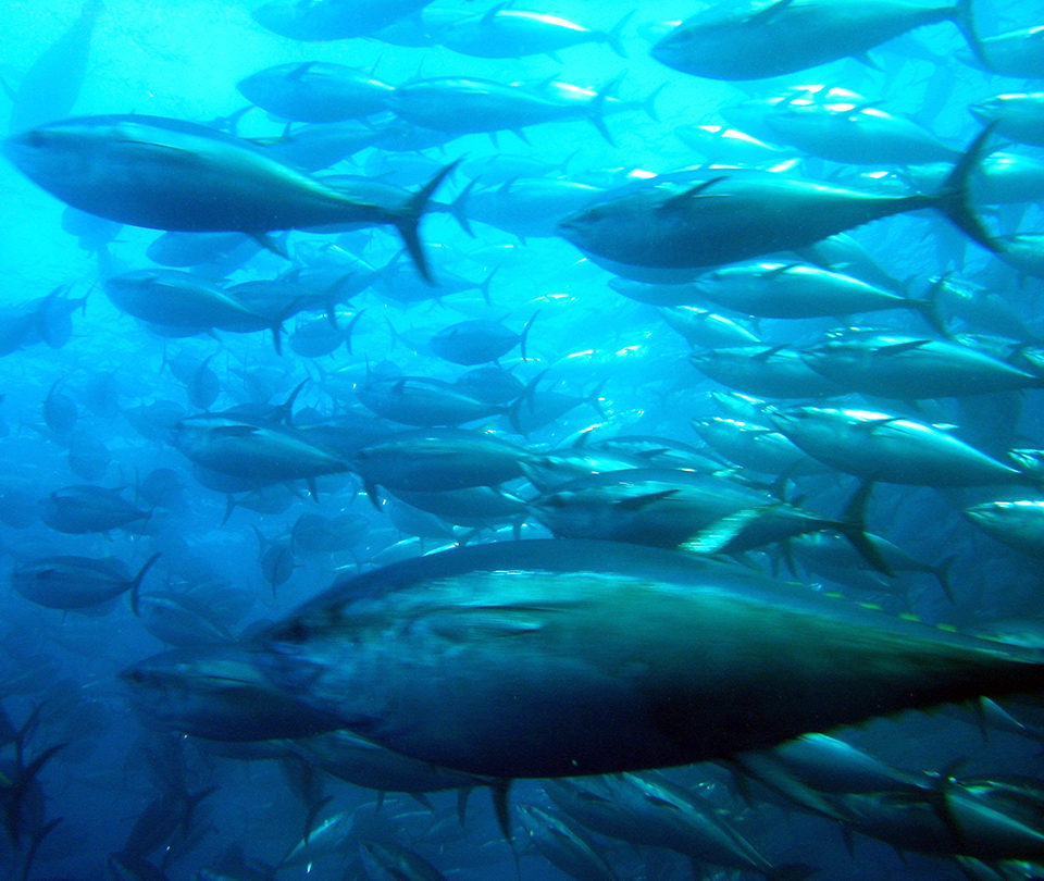 tuna consumption
