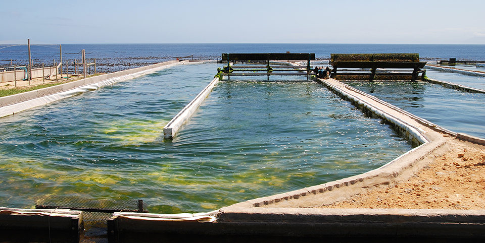 Seaweed mariculture