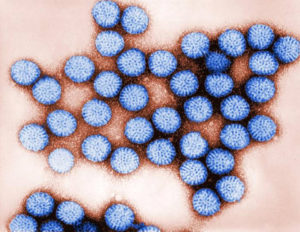 enteric viruses
