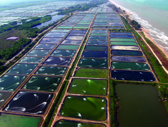 Aquaculture Ponds_cropped