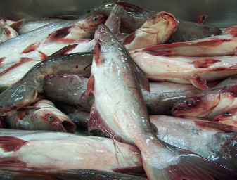 Pangasius catfish shortly after harvest. Photo by James Wright