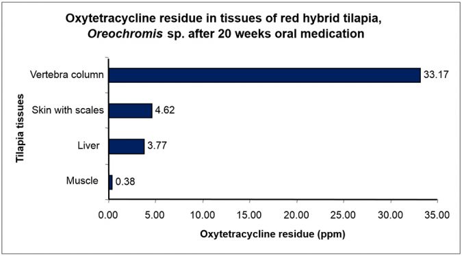Fig. 1: Oxytetracycline residue in tissues of red hybrid tilapia sp. after 20 weeks oral medication.