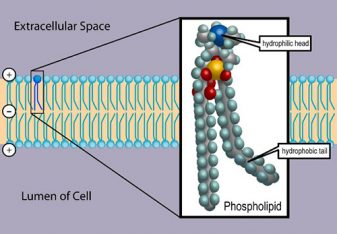 The cell membrane, also called the plasma membrane or plasmalemma, is a semipermeable lipid bilayer common to all living cells. It contains a variety of biological molecules, primarily proteins and lipids, which are involved in a vast array of cellular processes. It also serves as the attachment point for both the intracellular cytoskeleton and, if present, the cell wall. Credit: Dhatfield. https://commons.wikimedia.org/wiki/File:Cell_membrane_detailed_diagram_3.svg