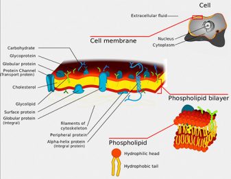Phospholipids are a class of lipids that contain phosphorus and are major components of all cell membranes because they form lipid bilayers. Credit: Tvan Brussel. https://commons.wikimedia.org/wiki/File:Phospholipid_TvanBrussel.jpg#filelinks 