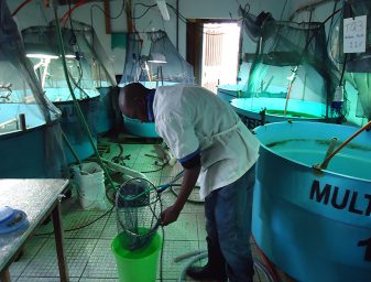 In Zacarias' trials in Honduras, Pacific white shrimp at 10 months of age from non-ablated populations will transition to a two-month period of external-manipulation conditioning. This will include controlling the water temperature, diet and the animals’ exposure to light. 