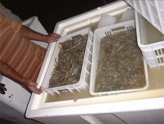 Shrimp harvest using crates at a shrimp farm in Iran.