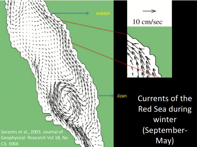 Fig. 2: Marine currents in the Red Sea during winter period (September-May).