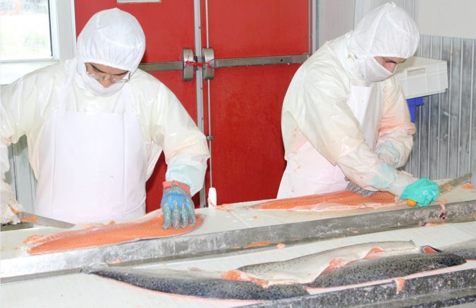 Procesamiento de filetes de salmón del Atlántico en una planta comercial. Foto de Darryl Jory. 