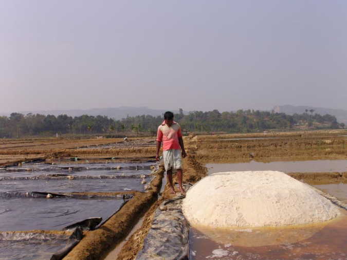 Algunos productores de sal en Vietnam también producen Artemia, camarón de salmuera microscópico que los viveros de acuacultura utilizan como alimento. Foto cortesía de Patrick Sorgeloos.