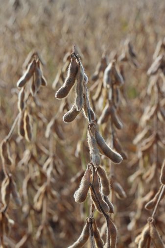 Conventional soybean plant harvest