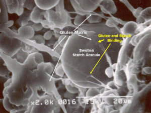 Electron scanning micrograph of gluten starch