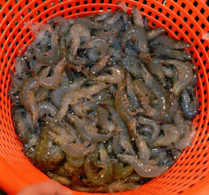 Kentucky shrimp