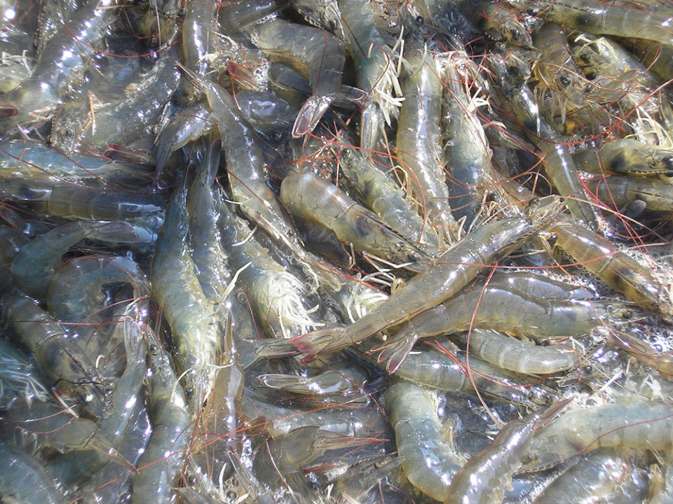 biosecurity shrimp