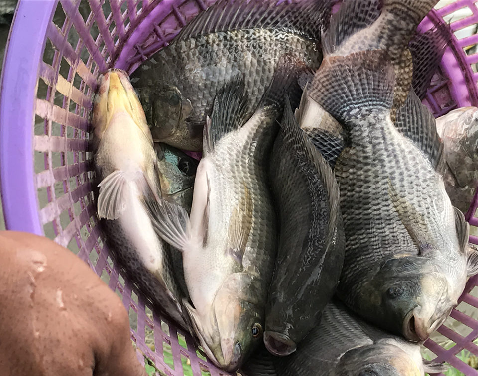 Myanmar tilapia aquaculture USSEC