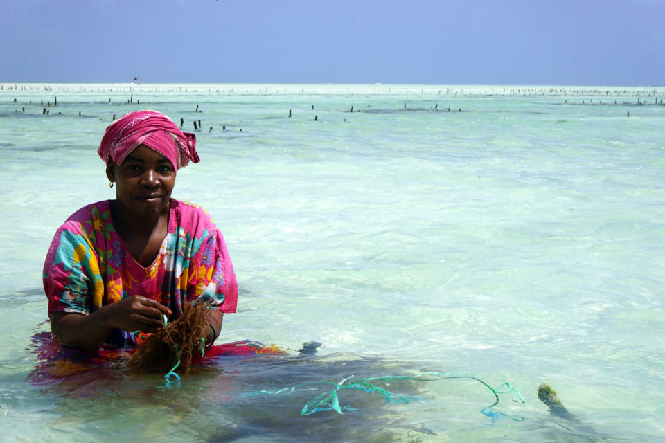 Zanzibar kelp ocean permaculture