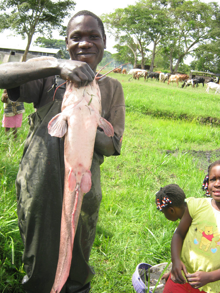 Africa aquaculture catfish