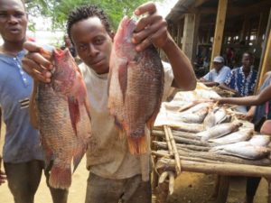 aquaculture Africa tilapia Chicoa