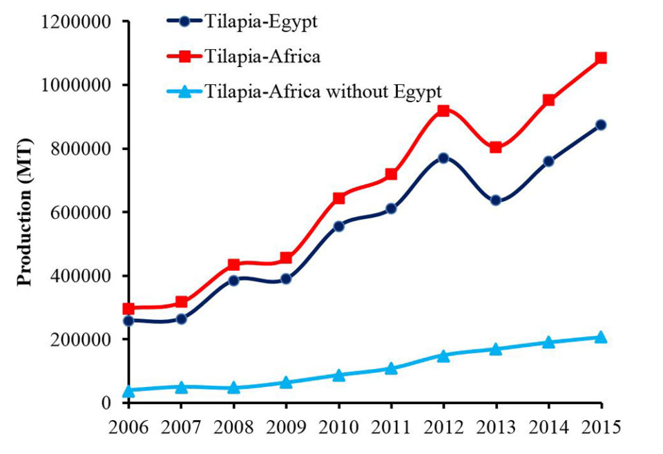 Egypt Africa tilapia