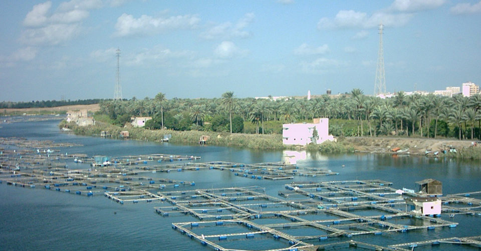 Egypt tilapia cages