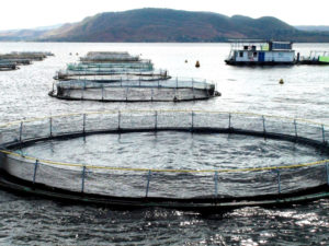 tilapia aquaculture Africa