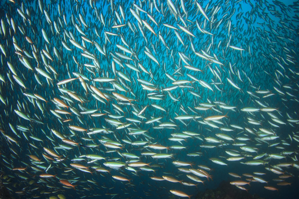marine ingredients fishmeal fish oil