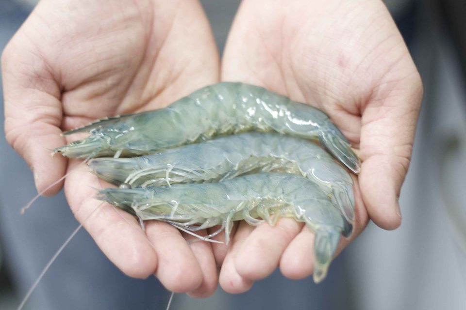 land-based farmed shrimp