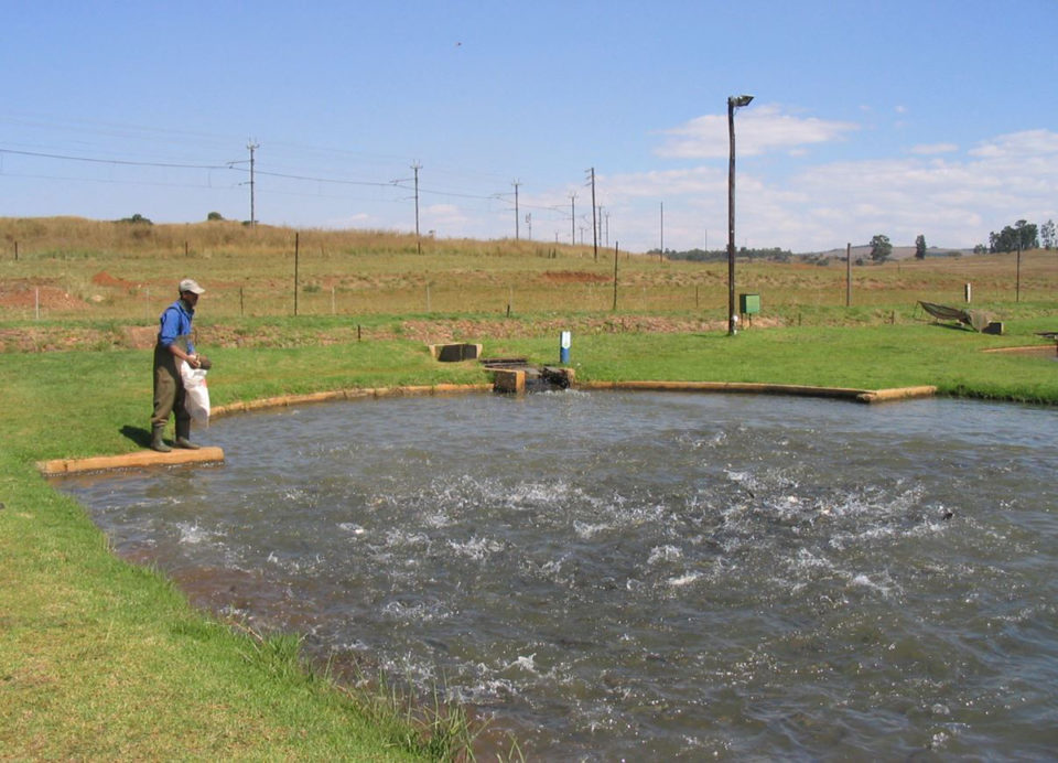 South Africa trout farm strategic environmental assessment