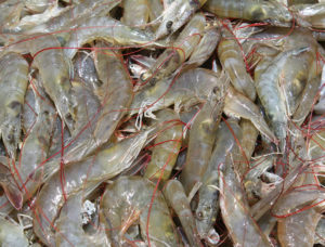 India shrimp