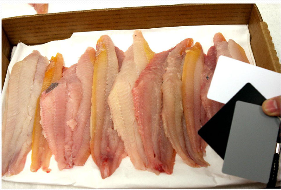 channel catfish fillets