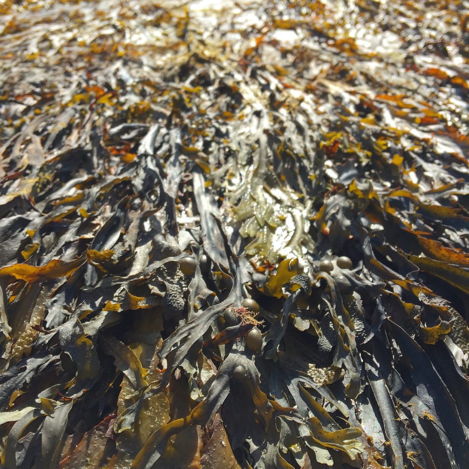 seaweed aquaculture