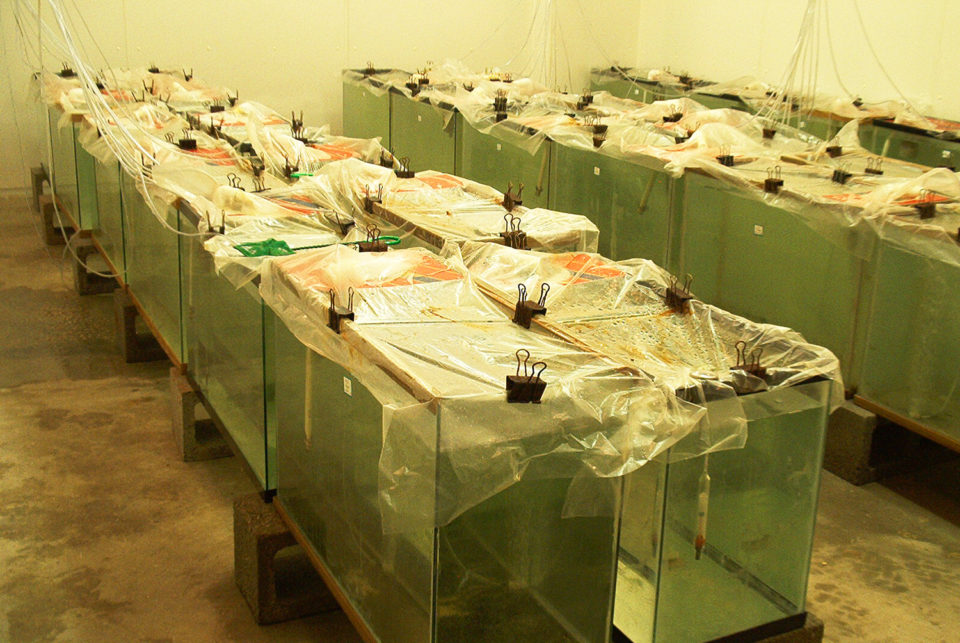 Aquaculture Pathology Laboratory