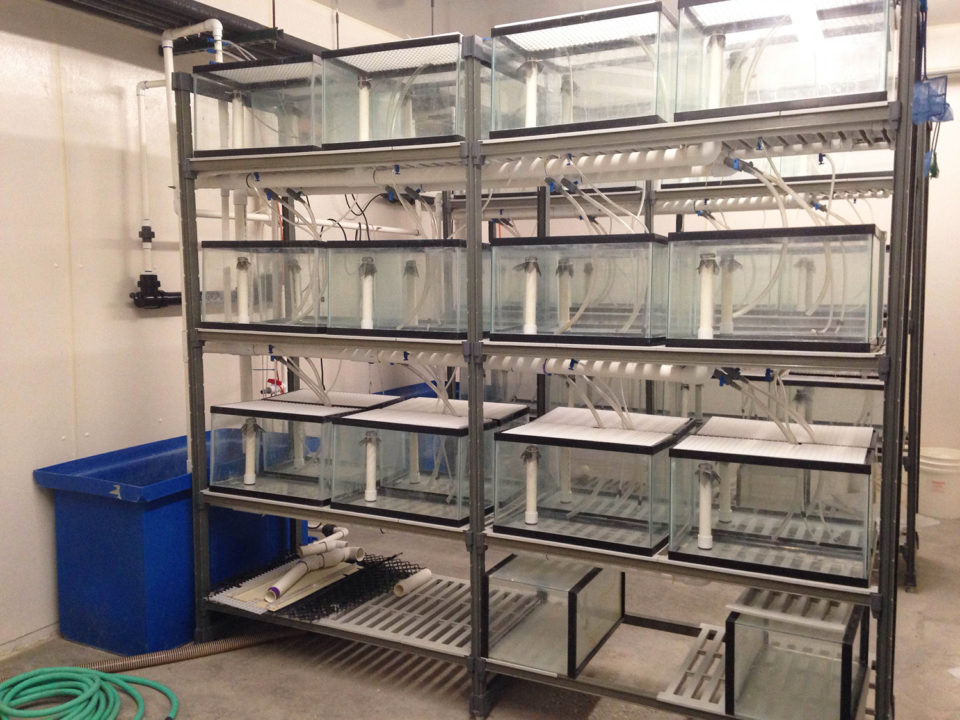 Aquaculture Pathology Laboratory