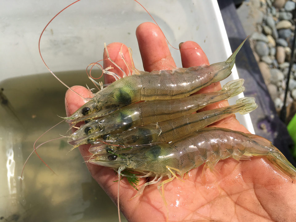 shrimp disease