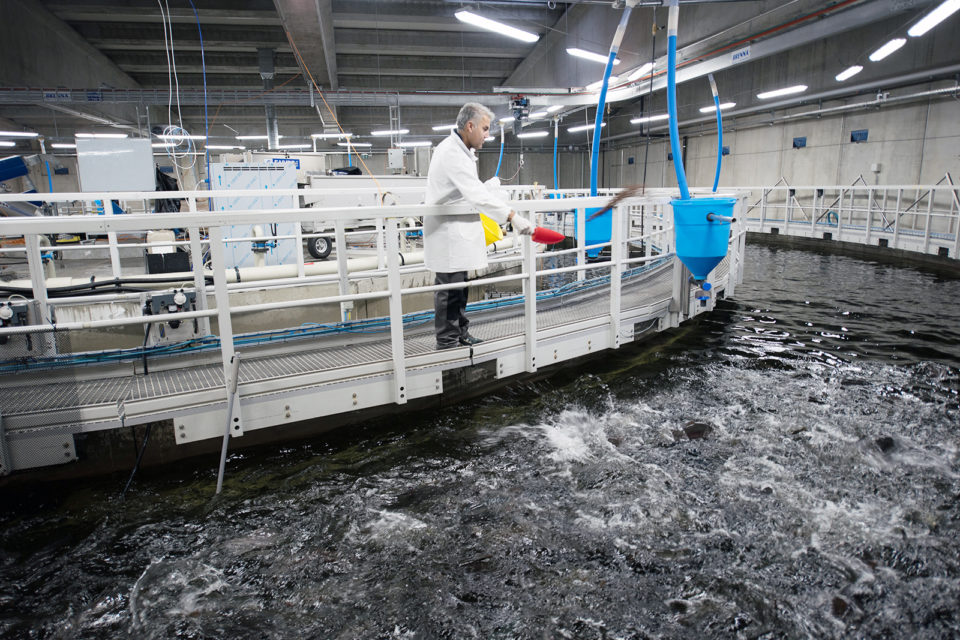Primera planta de RAS 2020 en Suiza, Swiss Alpine Fish, que produce salmón del Atlántico de agua alpina pura. Foto de Veolia Water Technologies.