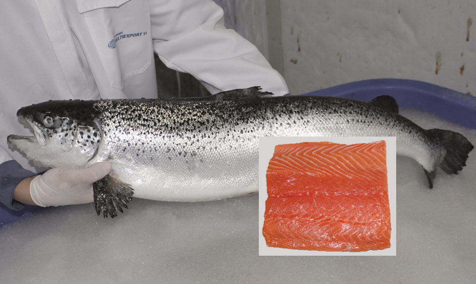 Salmon's position among European consumers « Global Aquaculture ...