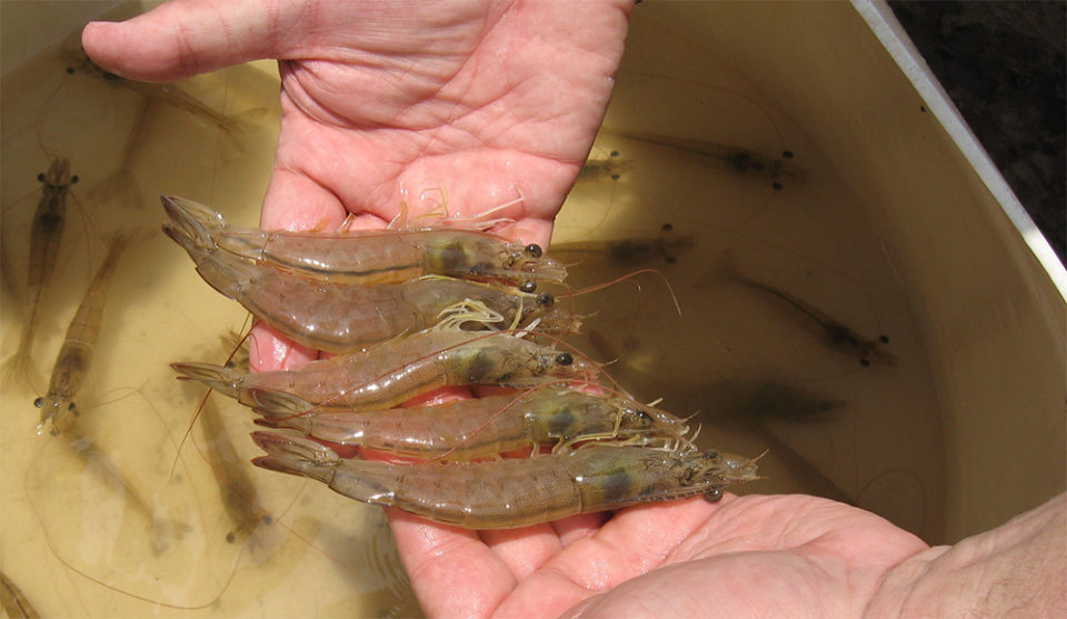 shrimp disease EHP
