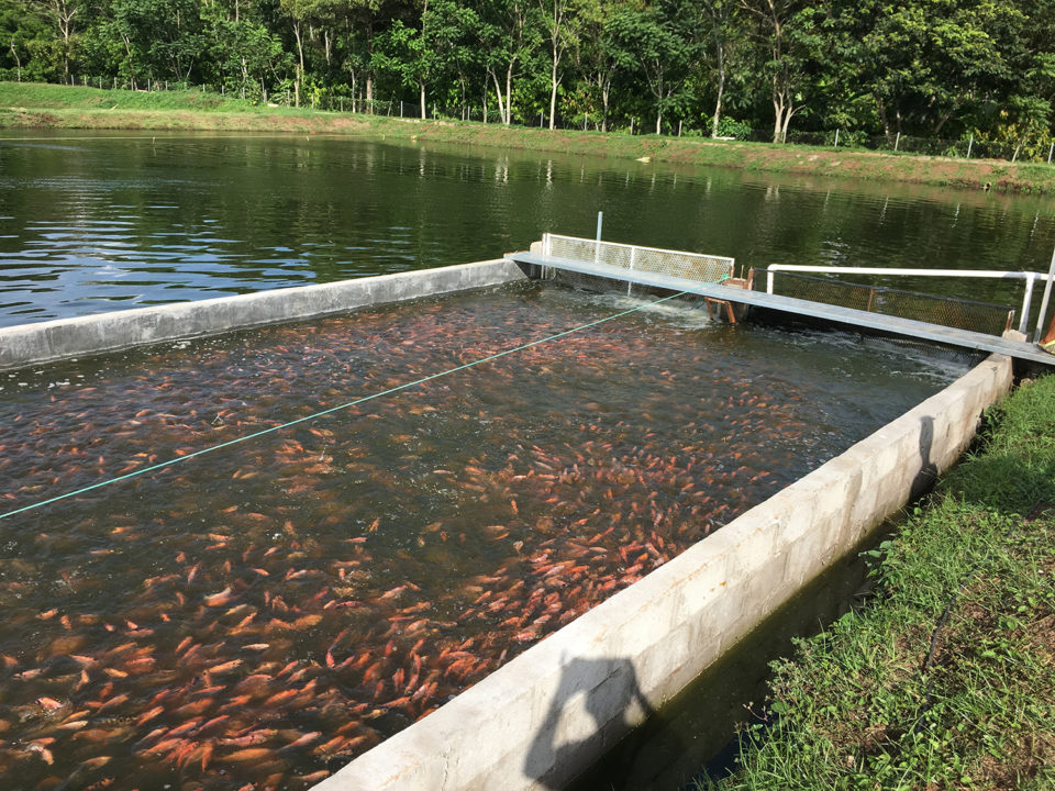 Cultivo de tilapia roja en raceway en estanque - Responsible Seafood  Advocate