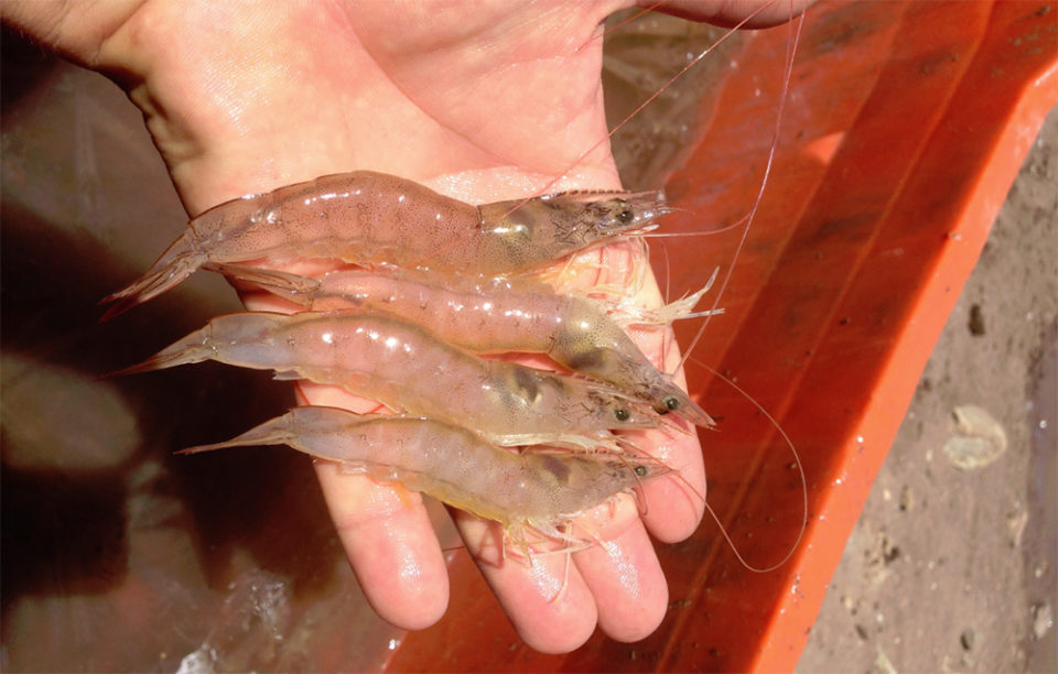 shrimp feed sustainability